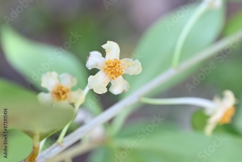 Japanese cleyera (Ternstroemia gynnanthera) Female flower. A dioecious evergreen tree that produces downward-facing white flowers from June to July.