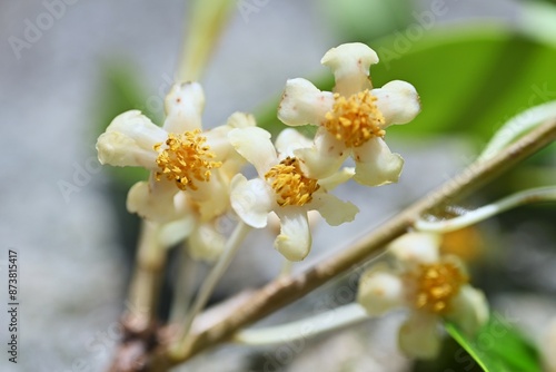 Japanese cleyera (Ternstroemia gynnanthera) Female flower. A dioecious evergreen tree that produces downward-facing white flowers from June to July.