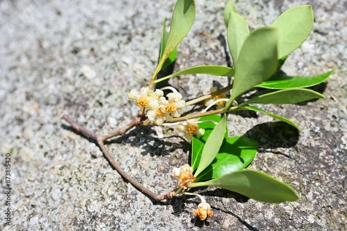 Japanese cleyera (Ternstroemia gynnanthera) Female flower. A dioecious evergreen tree that produces downward-facing white flowers from June to July.