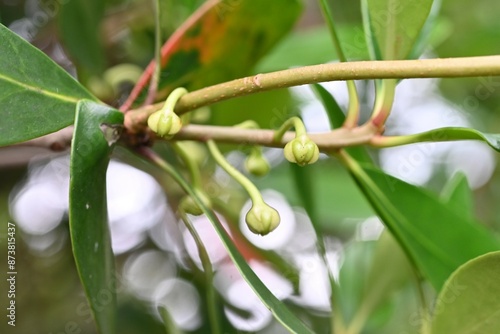 Japanese cleyera (Ternstroemia gynnanthera) Female flower. A dioecious evergreen tree that produces downward-facing white flowers from June to July.