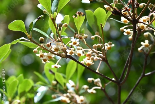 Japanese cleyera (Ternstroemia gynnanthera) Female flower. A dioecious evergreen tree that produces downward-facing white flowers from June to July.