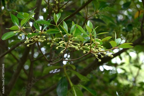 Japanese cleyera (Ternstroemia gynnanthera) Female flower. A dioecious evergreen tree that produces downward-facing white flowers from June to July.
