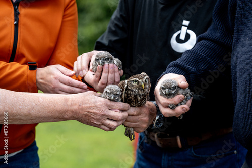 Photos family little owl chicks baby