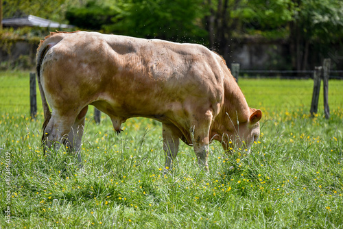 Obraz na płótnie young bull grazing in the green meadows in france w salonie
