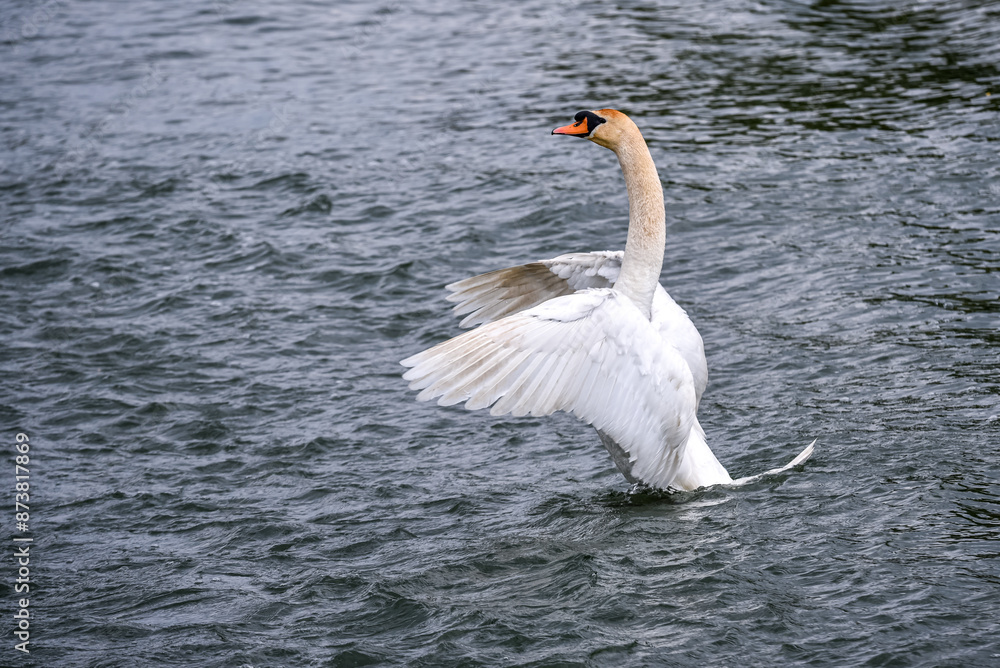 white swan extending wings on a river