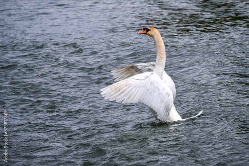 Obraz na płótnie white swan extending wings on a river w salonie
