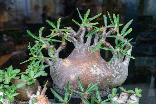 Each of the beautiful Pachypodium rosulatum trees has a unique appearance and is quite charming photo