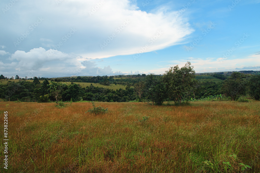 Obraz premium Expansive green field with tall grass and scattered trees under a partly cloudy sky in the highlands of Mondulkiri, Cambodia