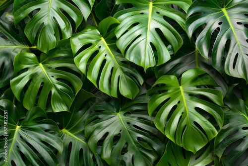 Create a high-resolution image of green Monstera leaves from a top view perspective