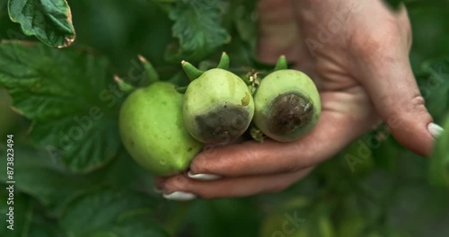 Close up shot of a woman holding tomatoes with blossom end rot, showing them to the camera. Slow motion.