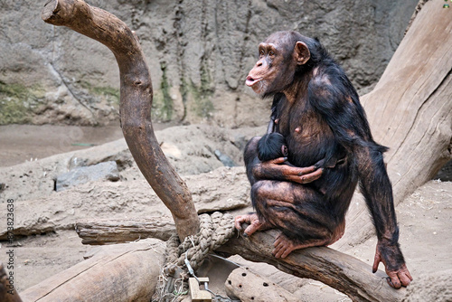 Westafrikanischer Schimpanse ( Pan troglodytes verus ).
 photo