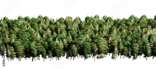 Fototapeta Naklejka Na Ścianę i Meble -  Coniferous forest with thick foliage on transparent background