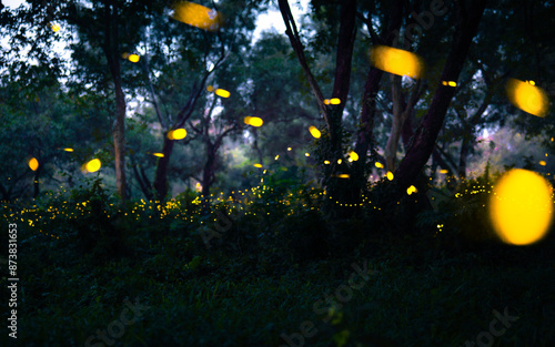 Firefly flying in the forest. Fireflies in the bush at night in Prachinburi Thailand. Long exposure photo. photo