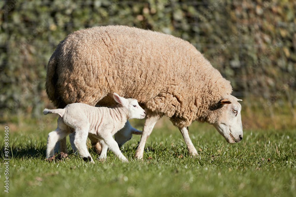 White Flemish ewe with lamb on meadow White Flemish ewe with lamb on meadow