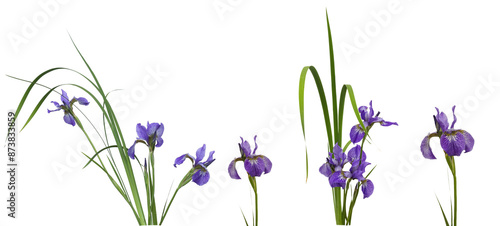 Elegant blue irises set, stems, birth flower, iris florals. beautiful botanica. iris, flower, isolated