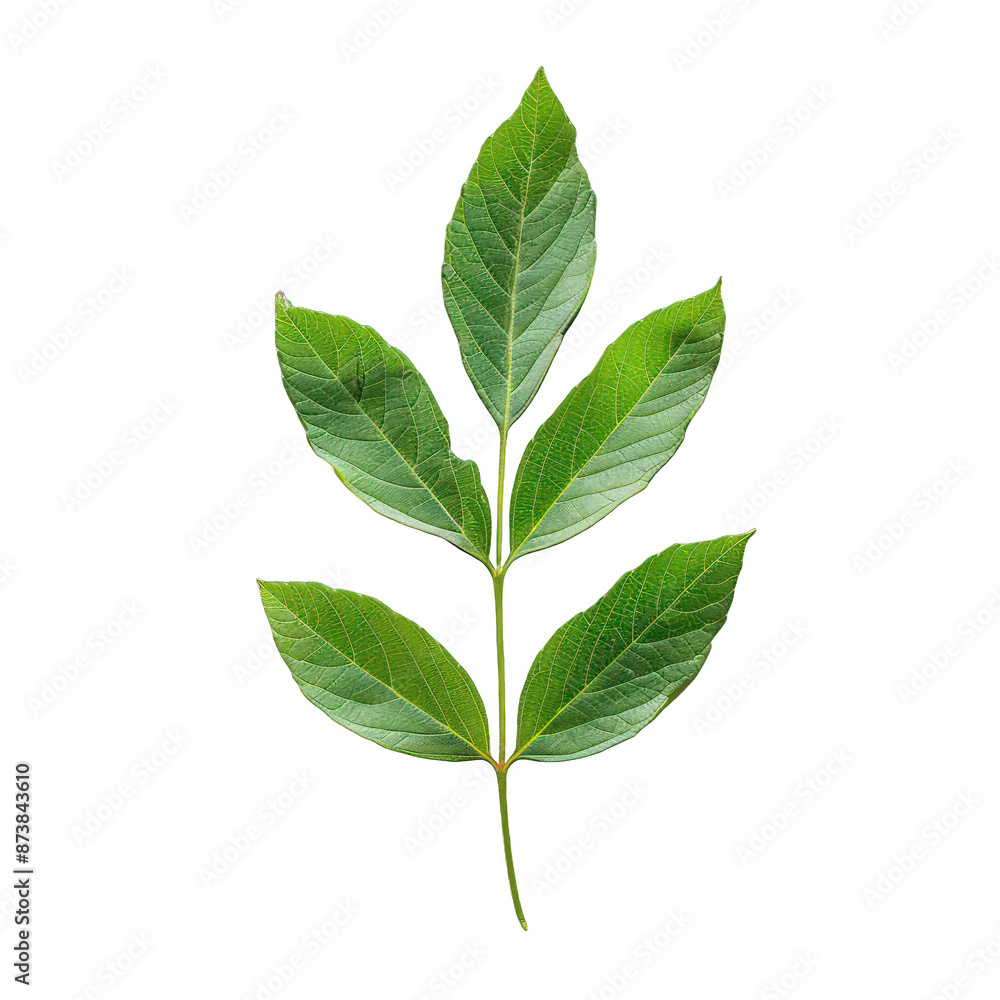 green leaf isolated on white background green leaf isolated on white background