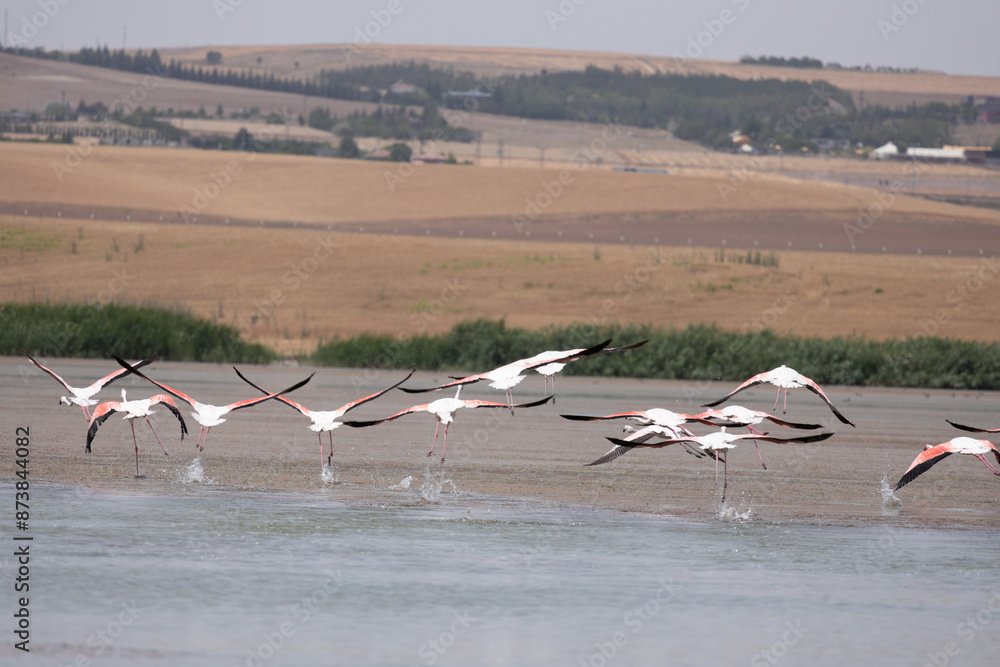 Fototapeta premium flamingo, bird, pink, water, animal, nature, wildlife, lake, birds, wild, flamingos, zoo, swan, beak, red, feather, white, feathers, beautiful, exotic, beauty, tropical, phoenicopterus, animals, stand