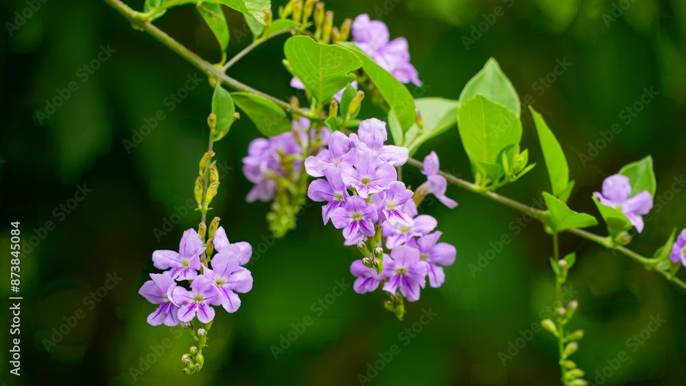 Purple Duranta repens flowers bloom on the tree Purple Duranta repens flowers bloom on the tree