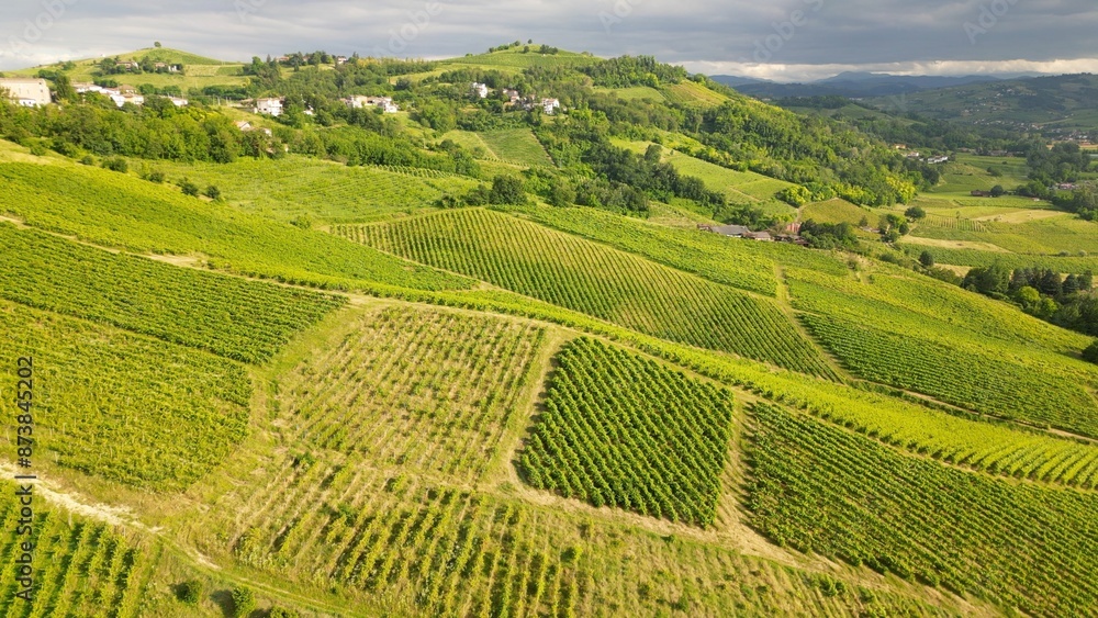 Italy , drone view of a countryside landscape with green hills of nature, vineyards of the Tuscan and Lombard Apennines with rows of grapes ready for harvesting for the production of Italian wine