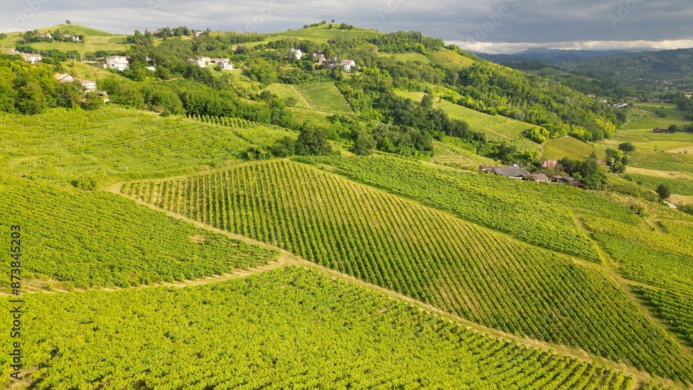 Italy , drone view of a countryside landscape with green hills of nature, vineyards of the Tuscan and Lombard Apennines with rows of grapes ready for harvesting for the production of Italian wine