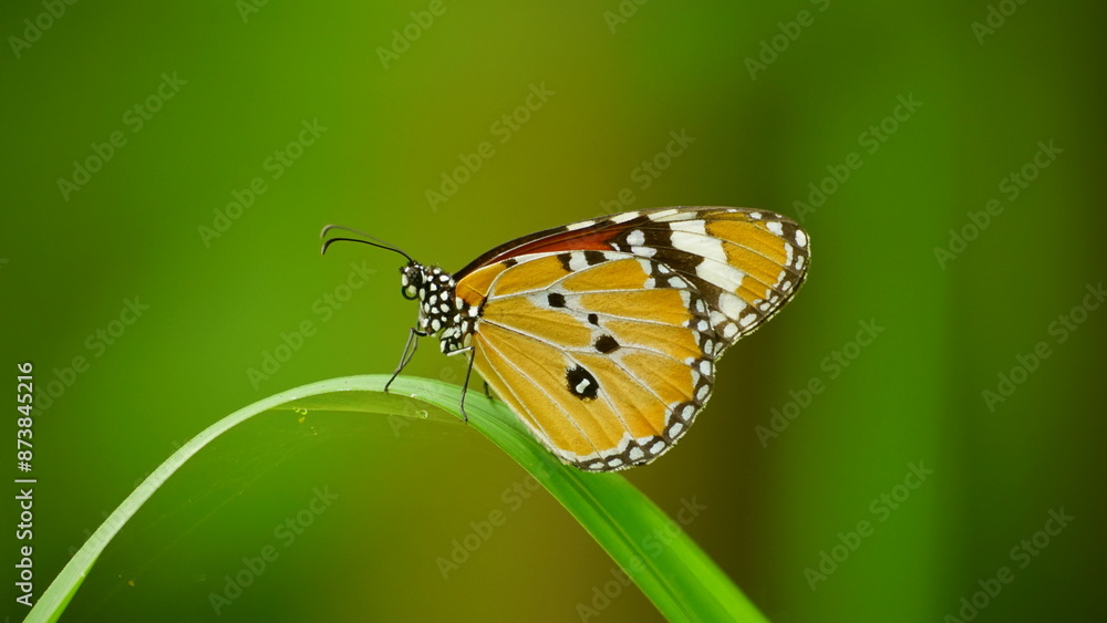 Butterfly Danaus genutia perches on a tree Butterfly Danaus genutia perches on a tree
