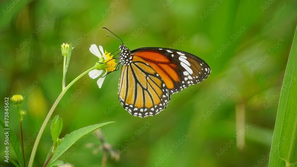 Butterfly Danaus genutia perches on a tree Butterfly Danaus genutia perches on a tree