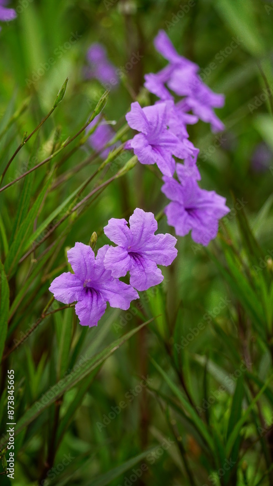 Close-up of blooming Ruellia angustifolia flower Close-up of blooming Ruellia angustifolia flower