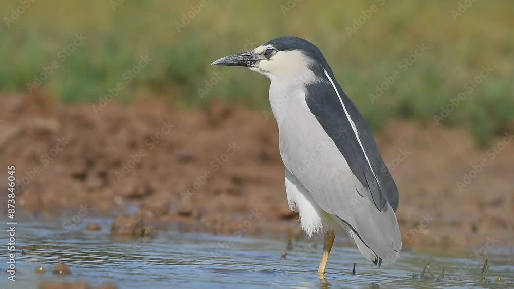 Black-crowned Night Heron (Nycticorax nycticorax) is a wetland bird found in suitable habitats in Asia, Europe, America and Africa. It hunts especially at sunset and sunrise. Black-crowned Night Heron (Nycticorax nycticorax) is a wetland bird found in suitable habitats in Asia, Europe, America and Africa. It hunts especially at sunset and sunrise.