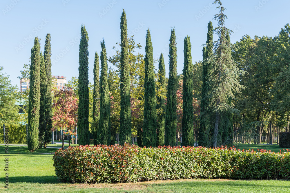 Papier peint Group of Cupressus sempervirens or Mediterranean cypress trees are planted in city park in Krasnodar