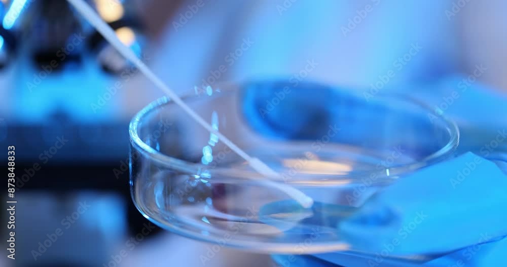 Lab assistant collects smear in Petri dish using applicator Lab assistant collects smear in Petri dish using applicator