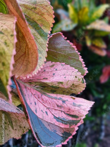 water drops on koson leaves