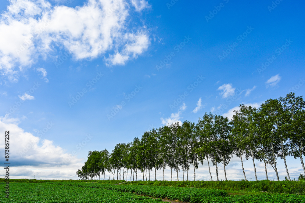 Obraz premium 日本北海道上川郡美瑛町の丘の風景