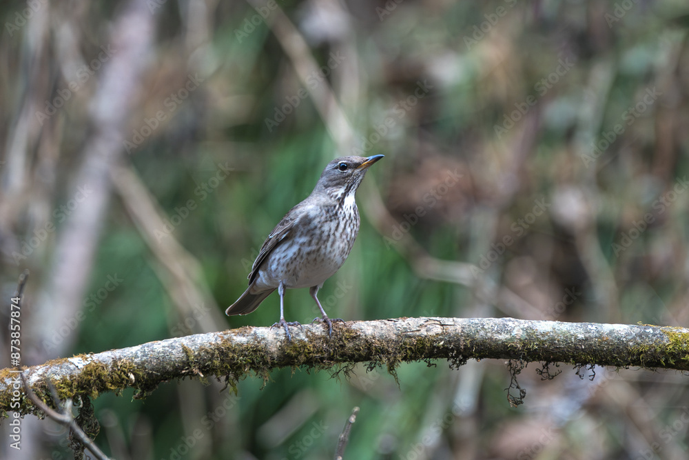 Black-throated Thrush (Turdus atrogularis) female perching in a tree in its natural habitat. Bird close-up shot in forest. Black-throated Thrush (Turdus atrogularis) female perching in a tree in its natural habitat. Bird close-up shot in forest.