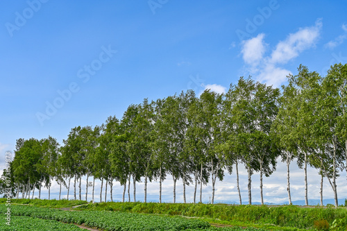 日本北海道上川郡美瑛町の丘の風景