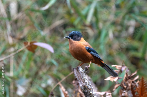 The rufous sibia (Heterophasia capistrata) is a species of bird in the family Leiothrichidae. Its natural habitat is the temperate forests of the Lower to Middle Himalayas photo