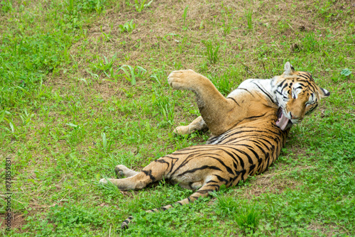 Photography A tiger in the forest