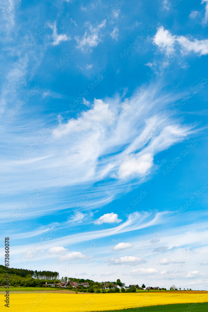 Obraz premium Canola fields under bright cloudy sky summer time in North Rhine Westphalia Germany
