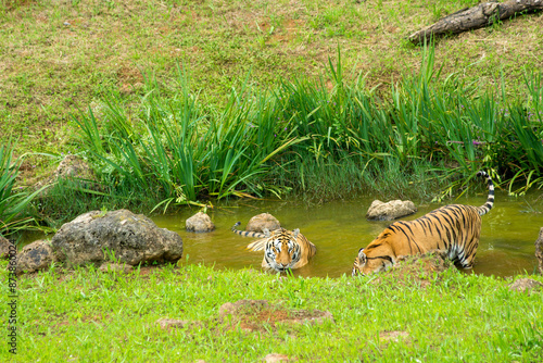 Canvas Print Tiger's couple. Love in nature.