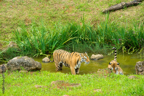 Canvas Print Tiger's couple. Love in nature.