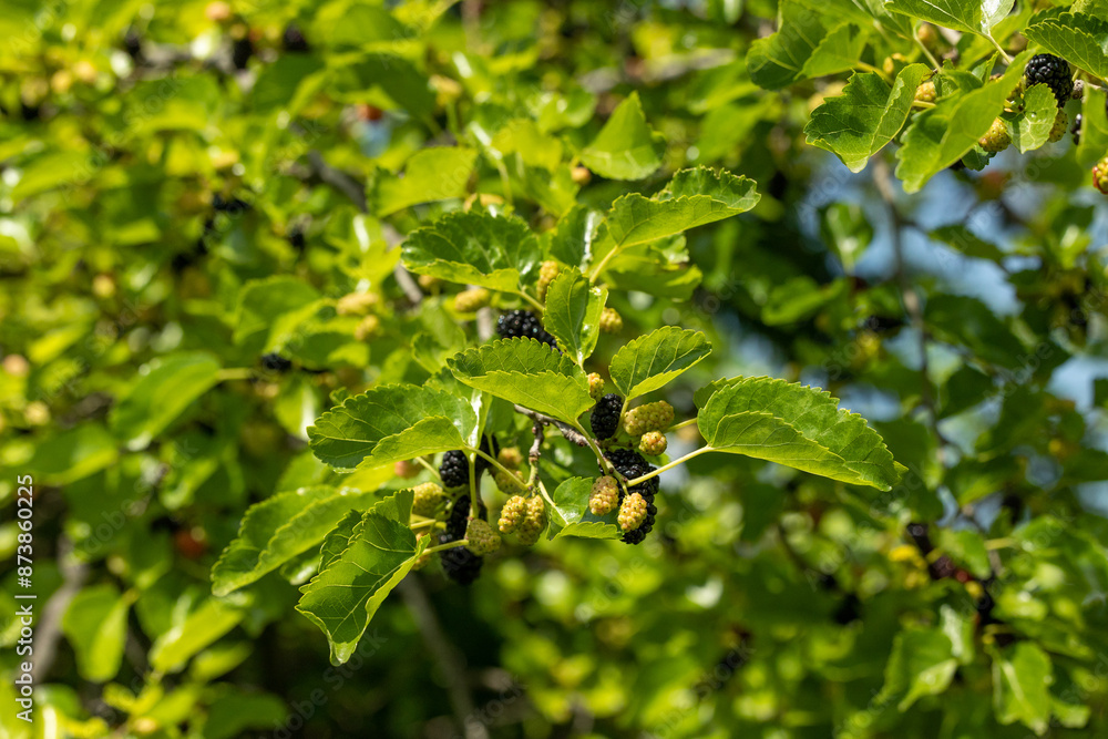 Close-up of black mulberry berries on a branch Close-up of black mulberry berries on a branch