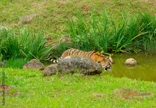 Canvas Print Tiger's couple. Love in nature.