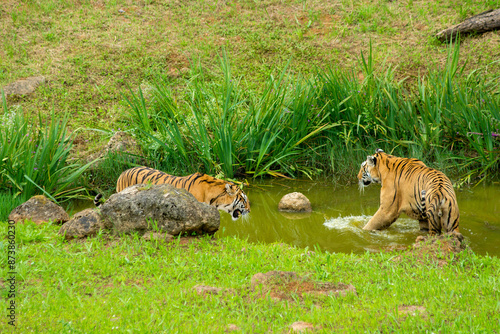 Photography Tiger's couple. Love in nature.