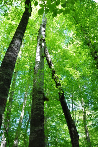 Green trees at the forest in Yedi Goller (Seven Lakes) National Park, Bolu, Turkey photo