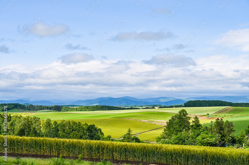 Obraz premium 日本北海道上川郡美瑛町の丘の風景