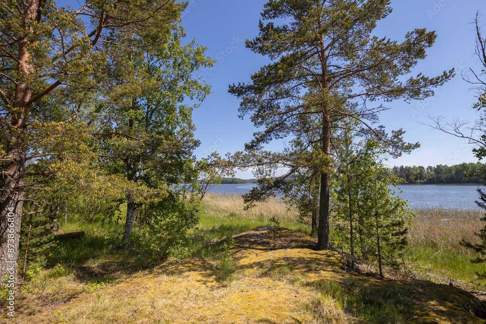 A forest with a lake in the background A forest with a lake in the background
