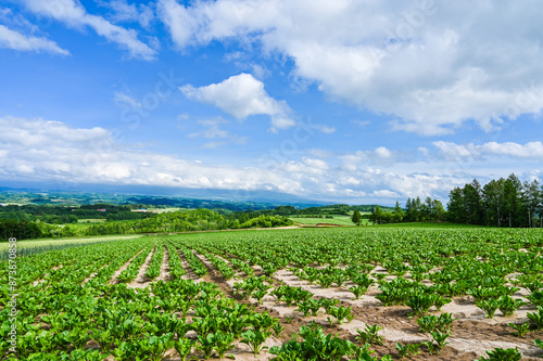 日本北海道上川郡美瑛町の丘の風景