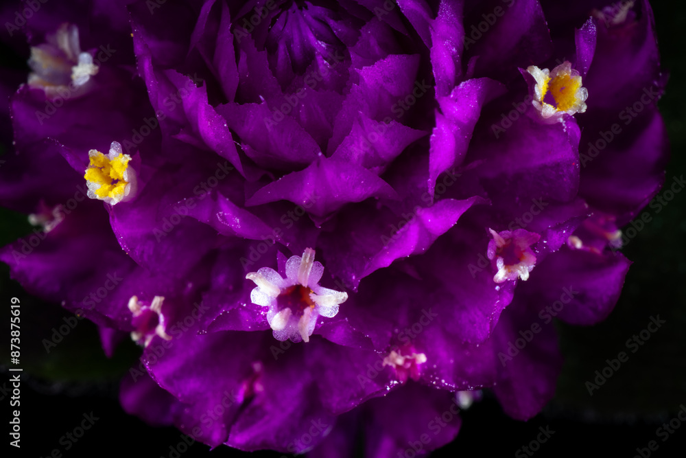 Flower of globe amaranth (Gomphrena globosa)
