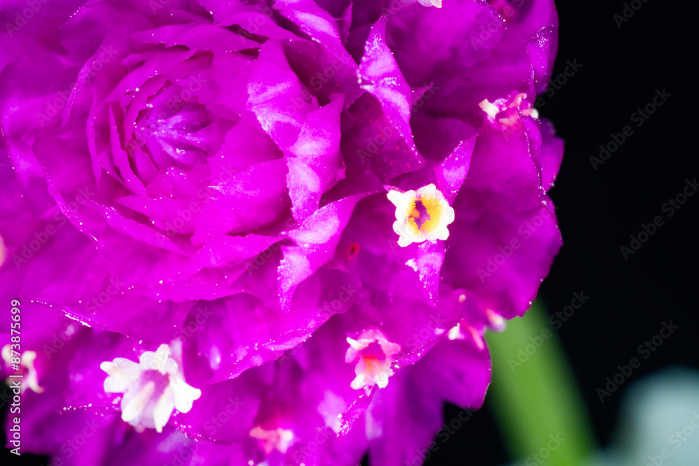Flower of globe amaranth (Gomphrena globosa)