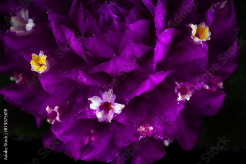 Flower of globe amaranth (Gomphrena globosa)