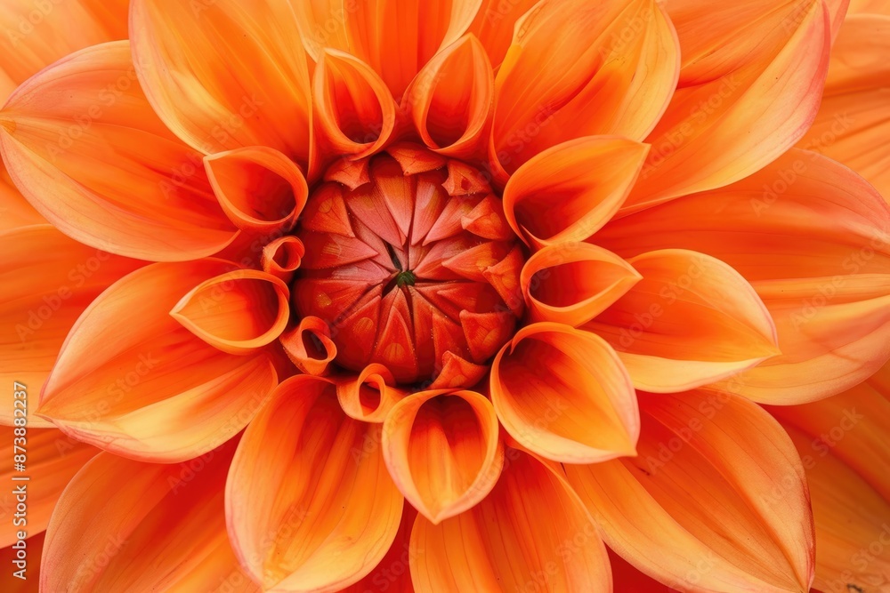 Dahlia Orange: Beautiful Botanical Blossom in Bright Decorative Colors Dahlia Orange: Beautiful Botanical Blossom in Bright Decorative Colors